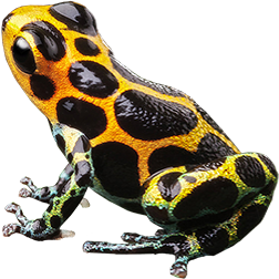 Chazuta Dart Frog